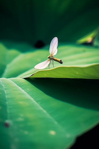 AI数字艺术立夏夏季荷叶蜻蜓摄影图片