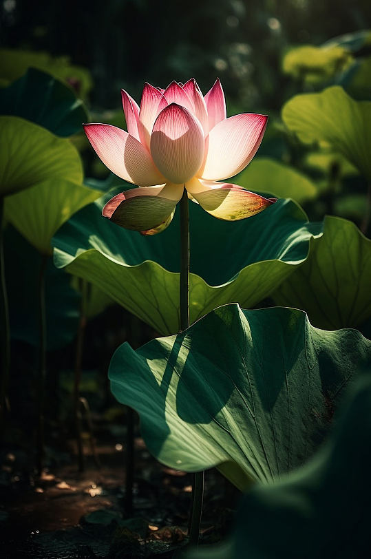 AI数字艺术荷花莲花夏季夏至摄影图片