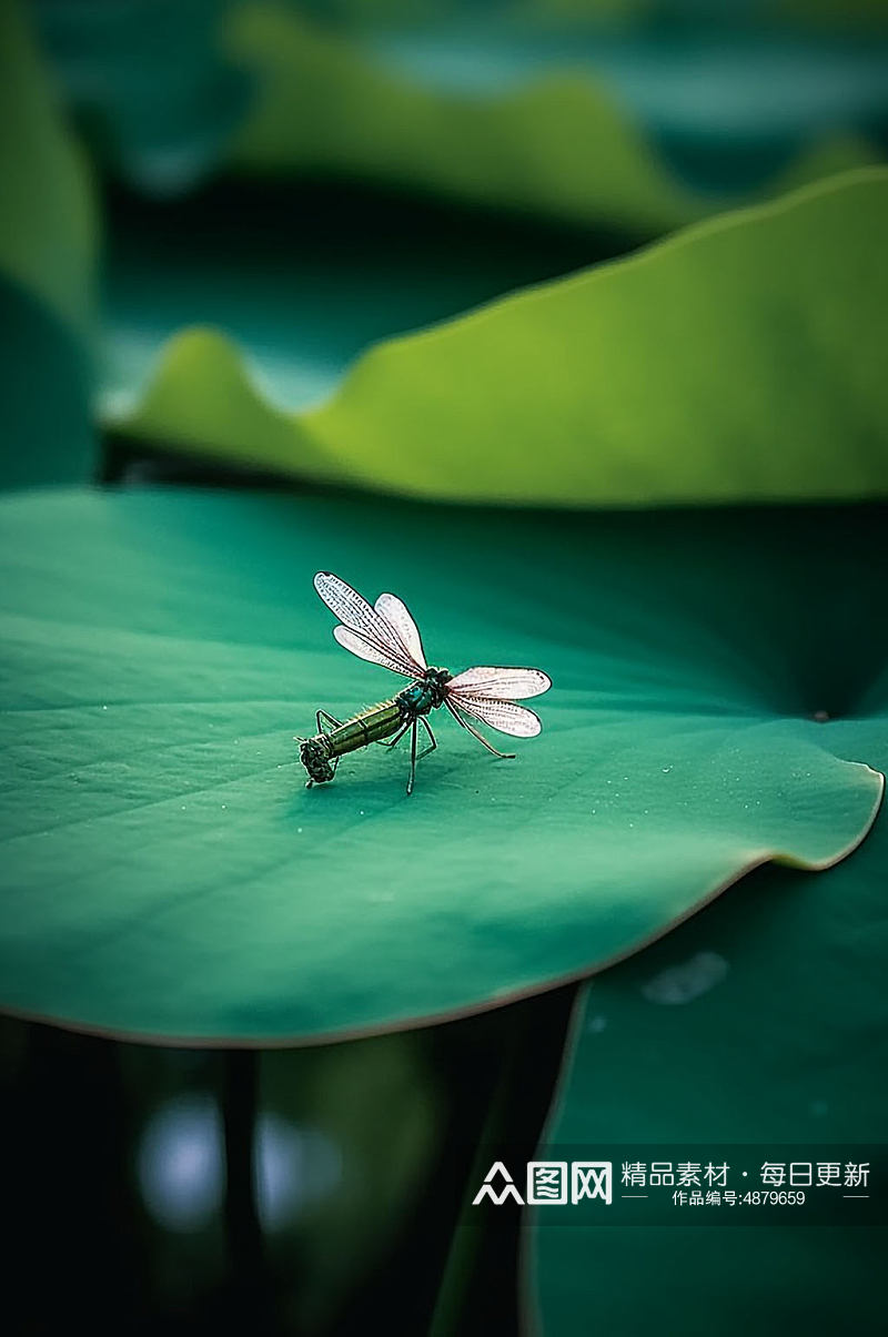 AI数字艺术蜻蜓停在荷叶夏季摄影图片素材