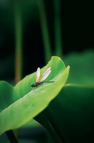 AI数字艺术蜻蜓停在荷叶夏季摄影图片