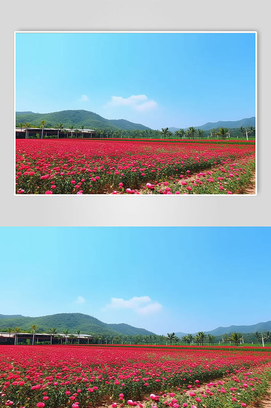 AI数字艺术玫瑰谷海南旅游景点摄影图片-众图网