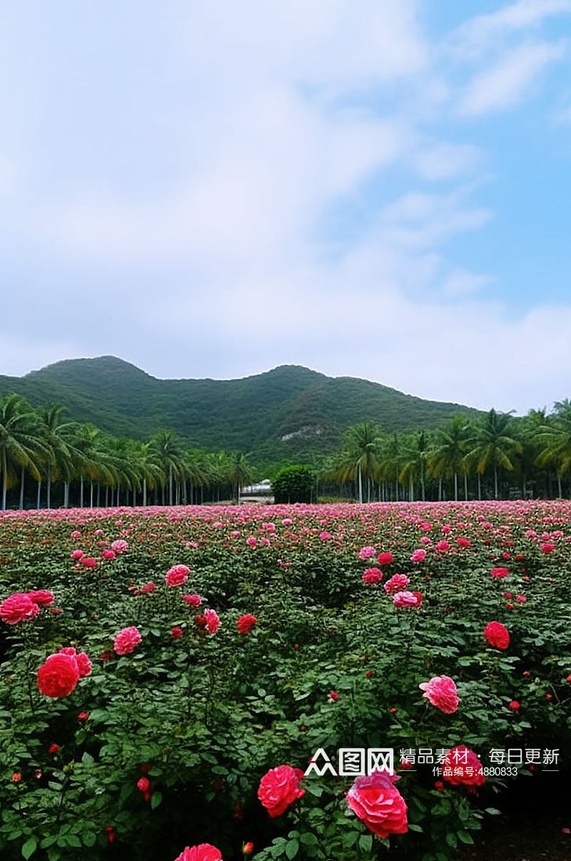AI数字艺术玫瑰谷海南旅游景点摄影图片素材