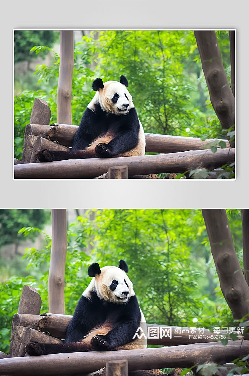 AI数字艺术成都熊猫基地旅游景点摄影图片素材