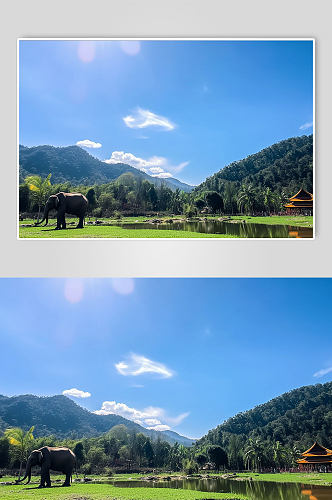 AI数字艺术云南野象谷热带雨林旅游景点摄影图片