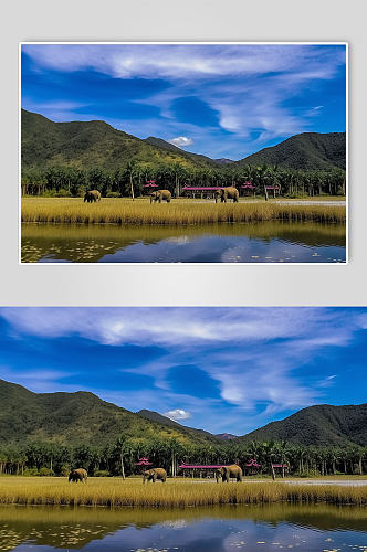 AI数字艺术云南野象谷旅游热带雨林景点山水摄影图片