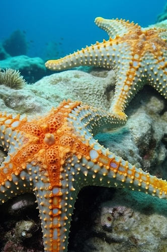 AI数字艺术海星海洋生物动物摄影图片