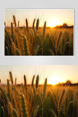 AI数字艺术麦子麦田农作物摄影图片