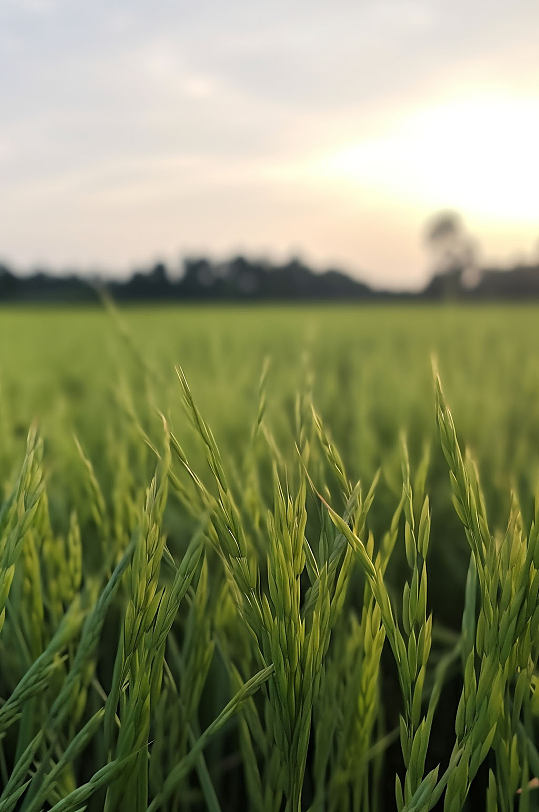 AI数字艺术水稻大米农作物摄影图片
