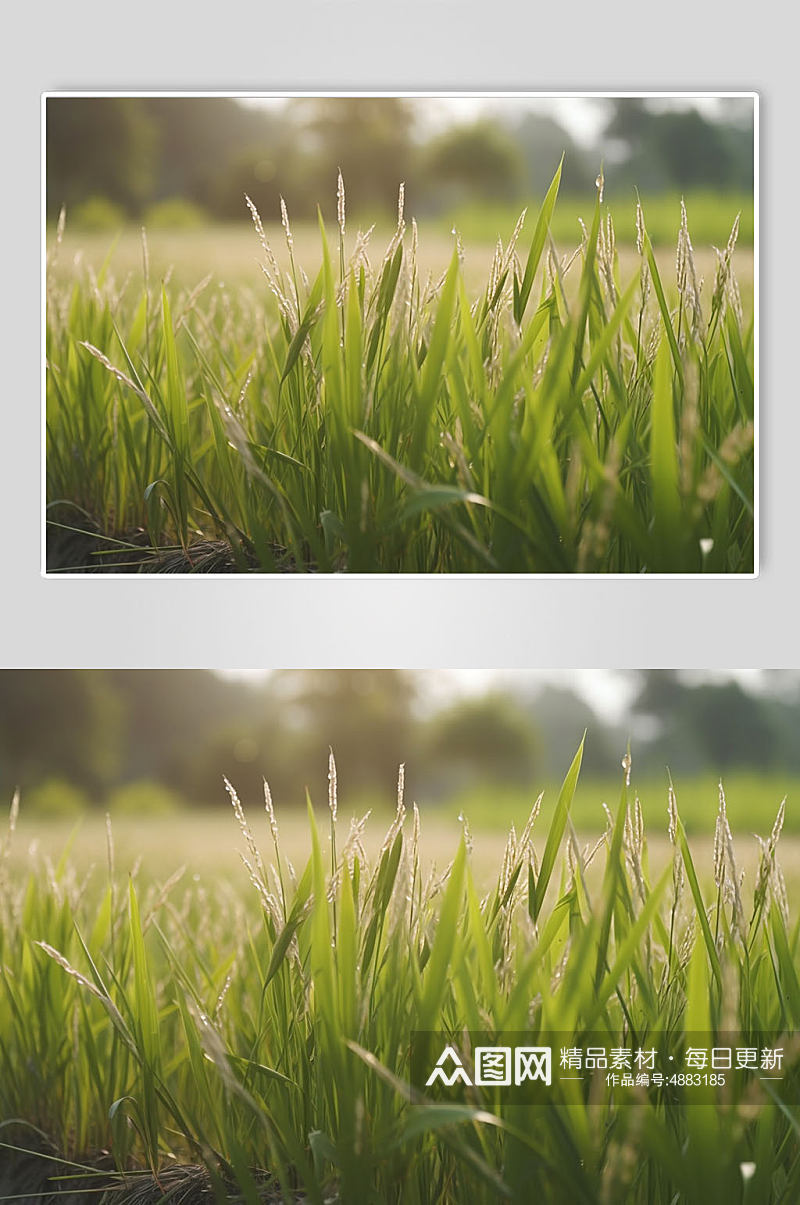 AI数字艺术水稻大米农作物摄影图片素材