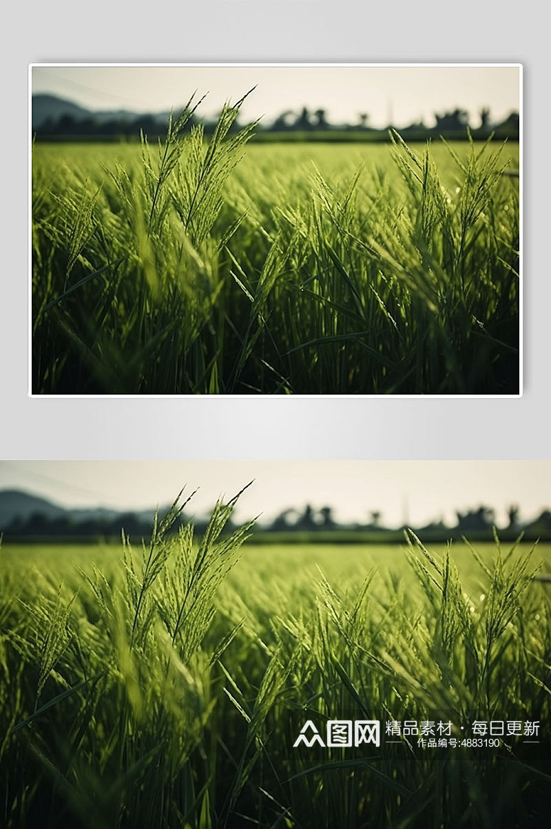 AI数字艺术水稻大米农作物摄影图片素材