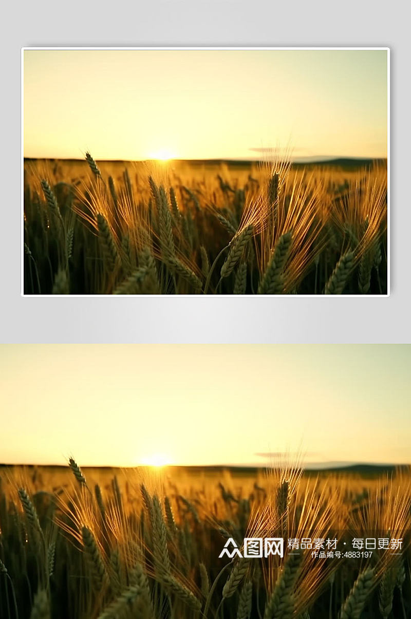AI数字艺术麦子麦田农作物摄影图片素材