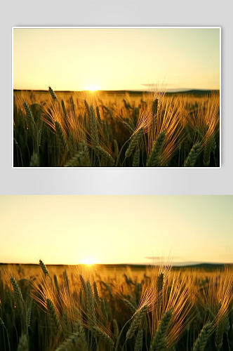AI数字艺术麦子麦田农作物摄影图片