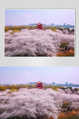 AI数字艺术国内城市武汉景点摄影图片