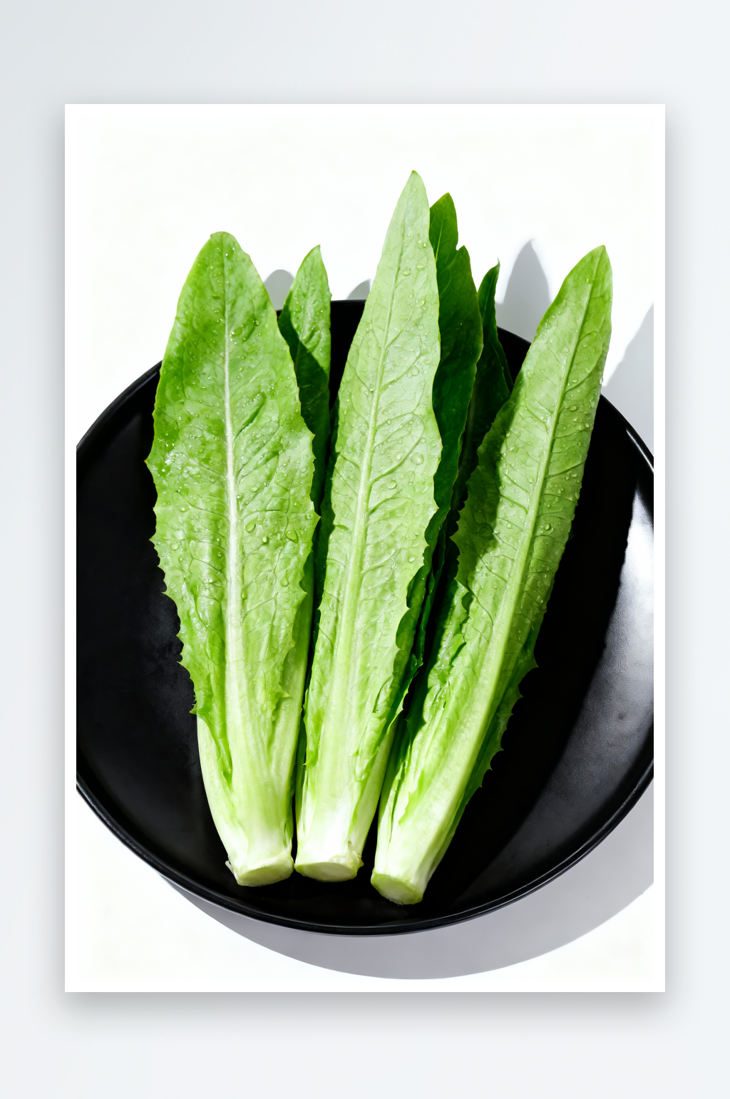 油麦菜青菜蔬菜摄影图素材