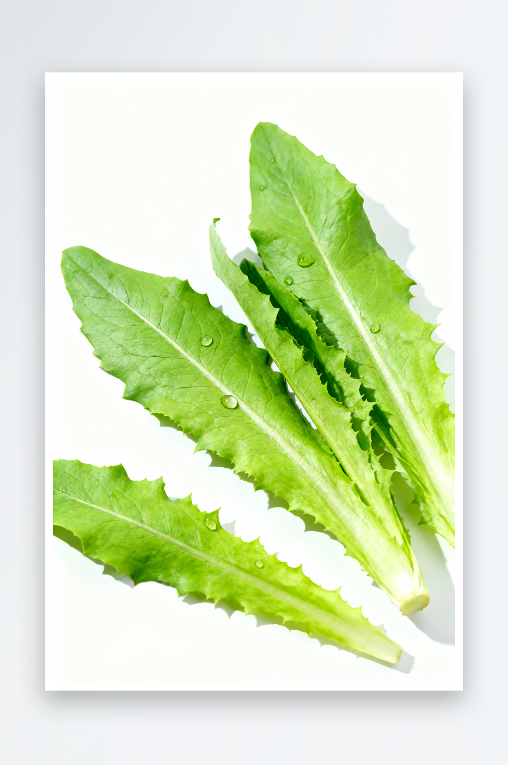 绿色油麦菜青菜蔬菜摄影图素材