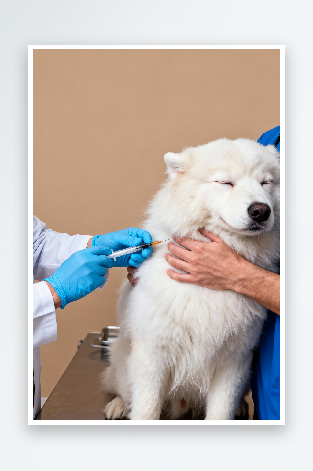 宠物狂犬疫苗摄影图素材