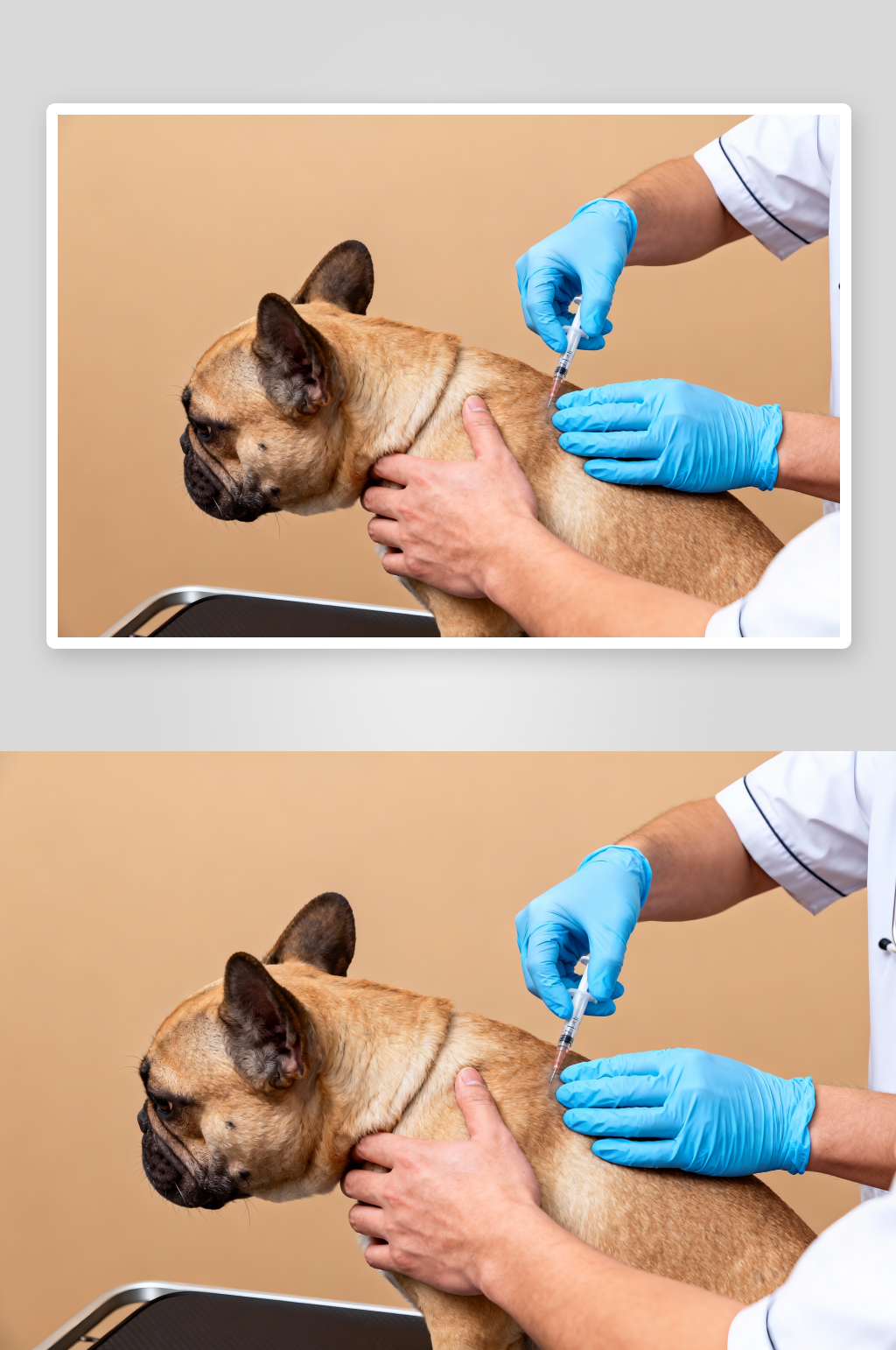 宠物医院犬猫疫苗宠物狂犬疫苗摄影图素材