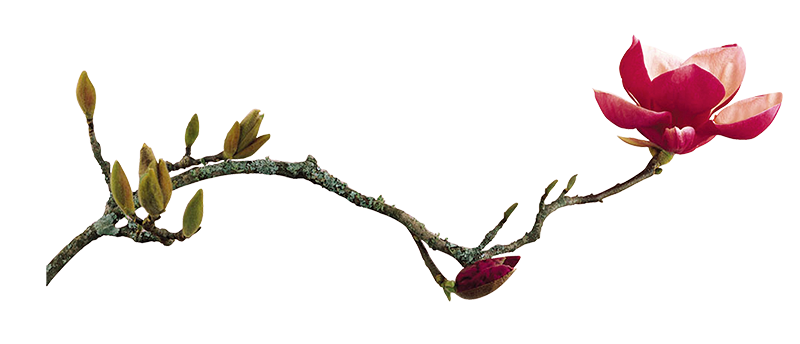 3D立体荷花手机电脑游戏图标素材