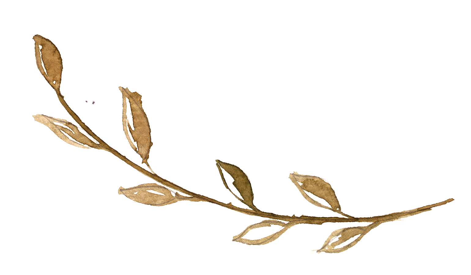 手绘插画水彩植物鲜花花卉素材