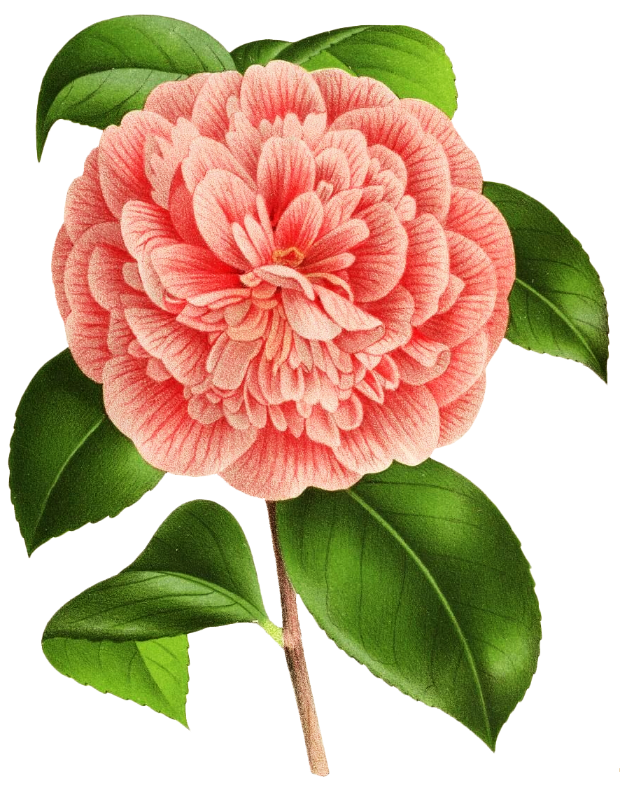 春天复古手绘植物花卉插画元素素材