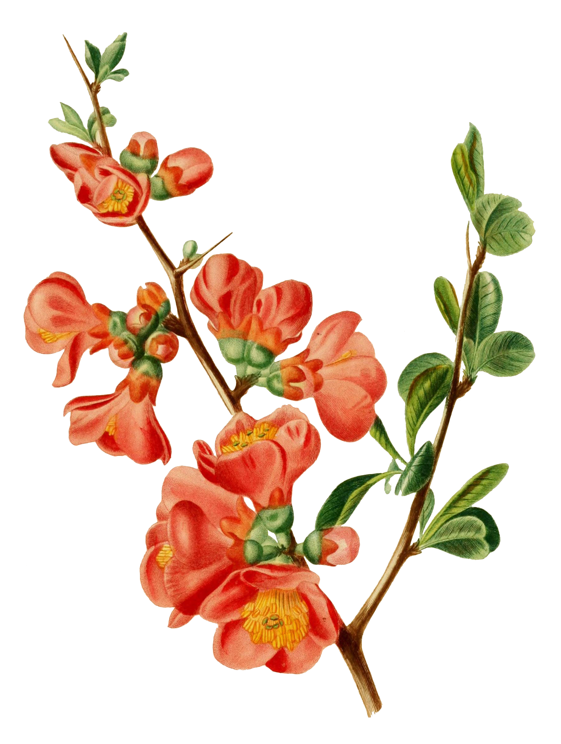 春天复古手绘植物花卉插画元素素材