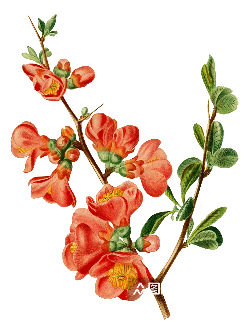 春天复古手绘植物花卉插画元素素材