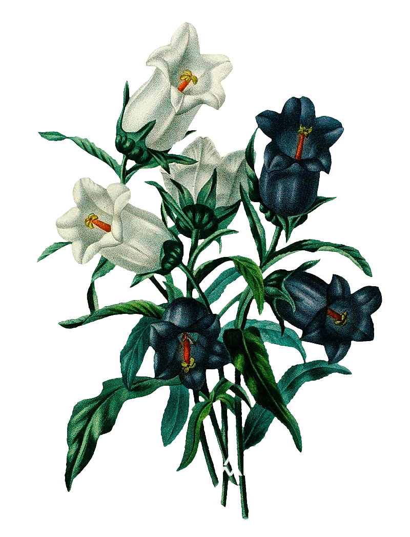 复古手绘植物水彩花卉插画元素素材