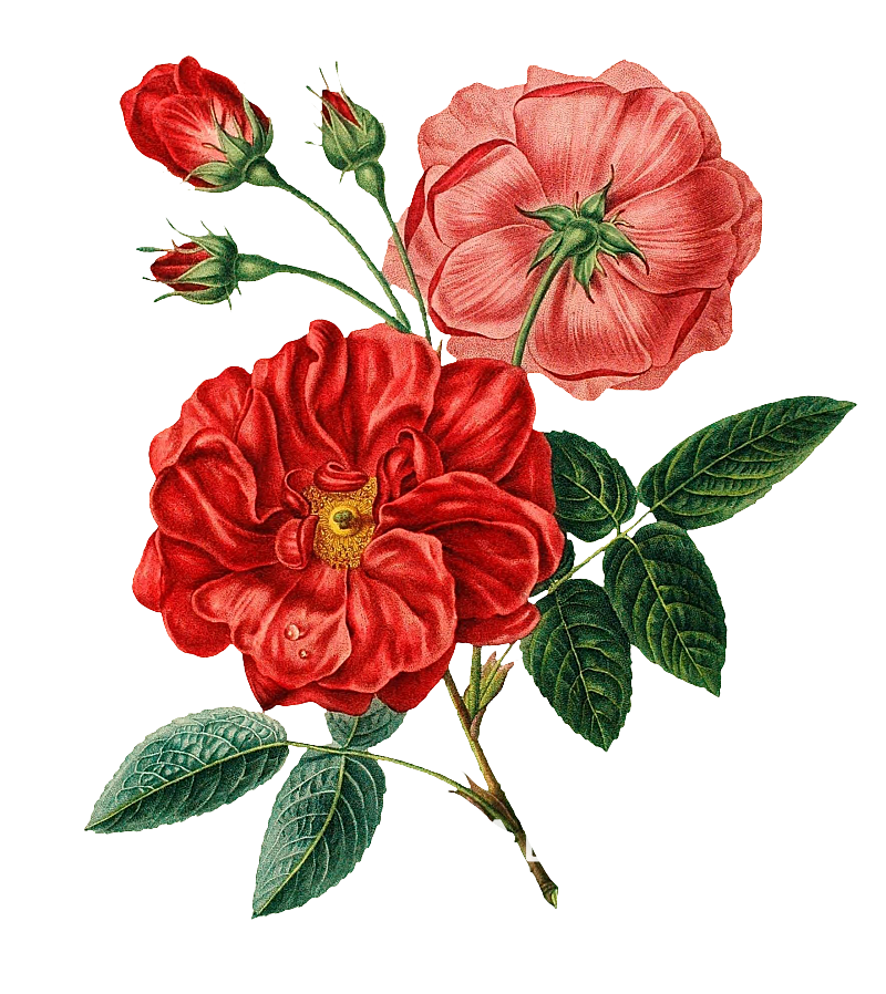 复古手绘植物水彩花卉插画元素素材