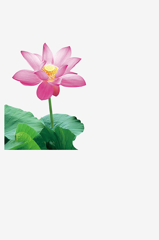 3D立体荷花手机电脑游戏图标