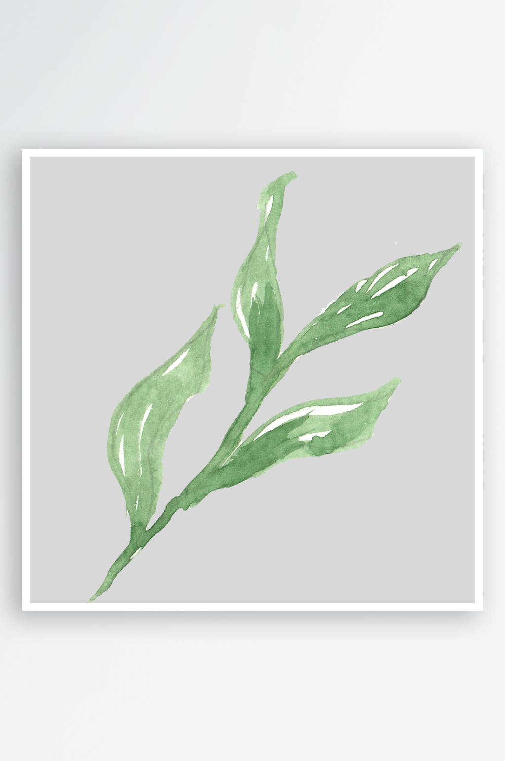 手绘插画水彩植物鲜花花卉素材