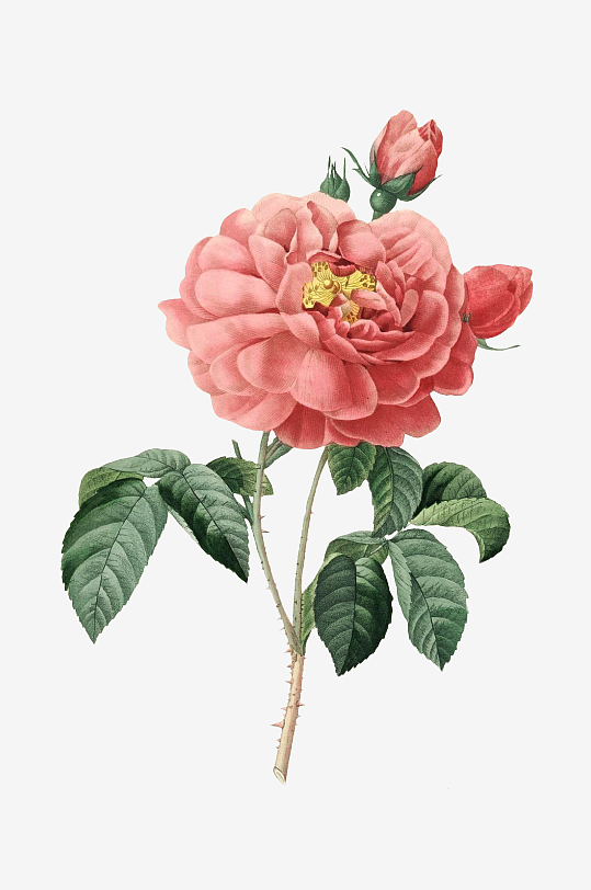 春天复古手绘植物花卉插画元素