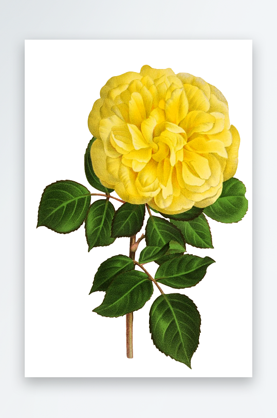 春天复古手绘植物花卉插画元素