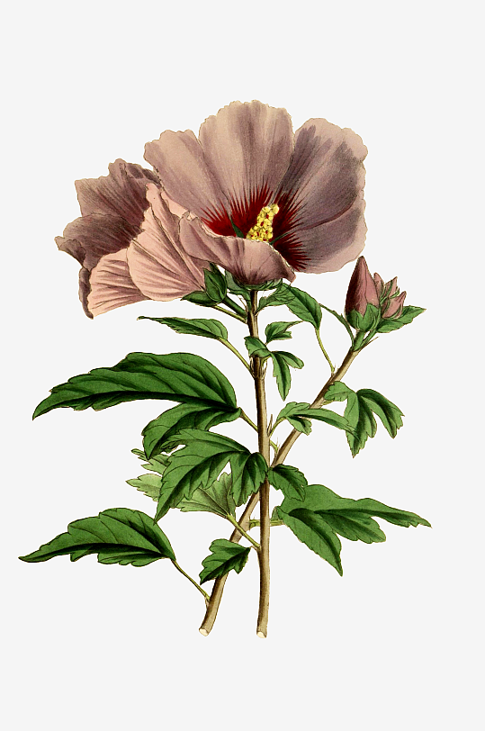 春天复古手绘植物花卉插画元素
