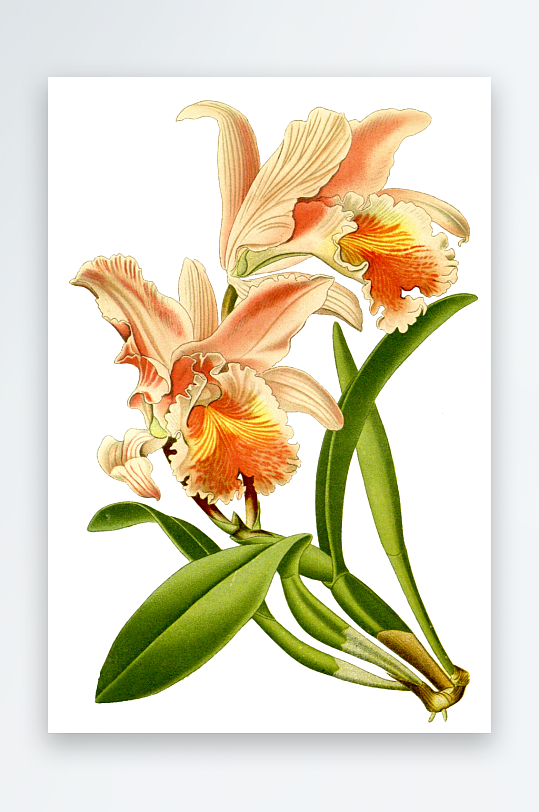 春天复古手绘植物花卉插画元素