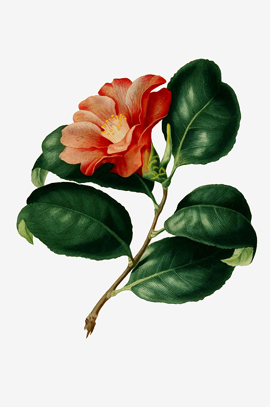 春天复古手绘植物花卉插画元素