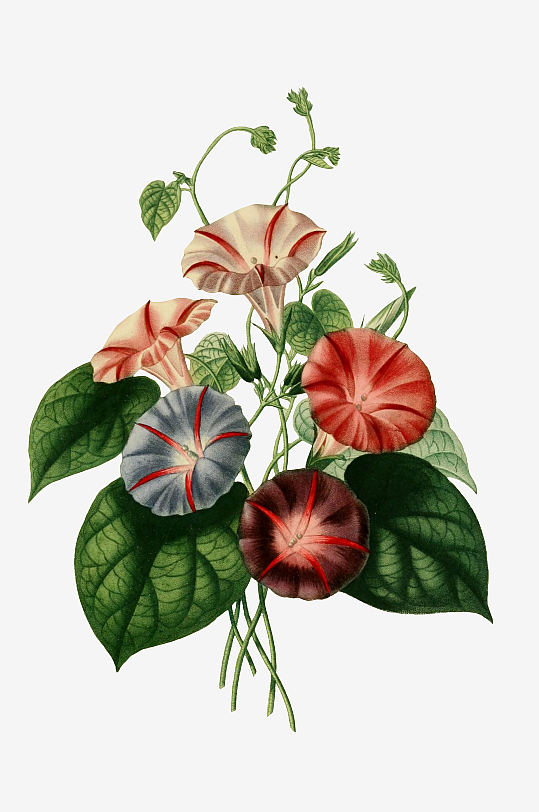 春天复古手绘植物花卉插画元素