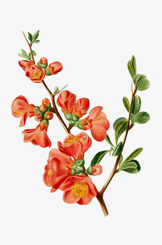 春天复古手绘植物花卉插画元素