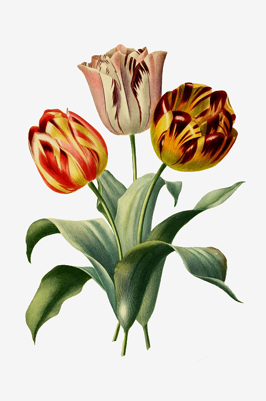 春天复古手绘植物花卉插画元素