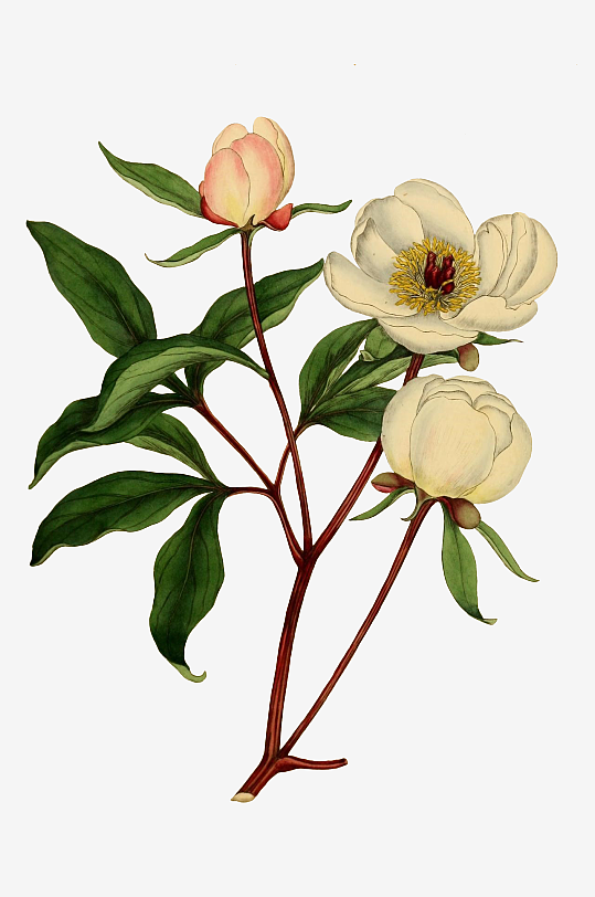 春天复古手绘植物花卉插画元素