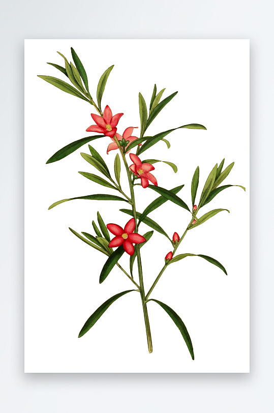 春天复古手绘植物花卉插画元素