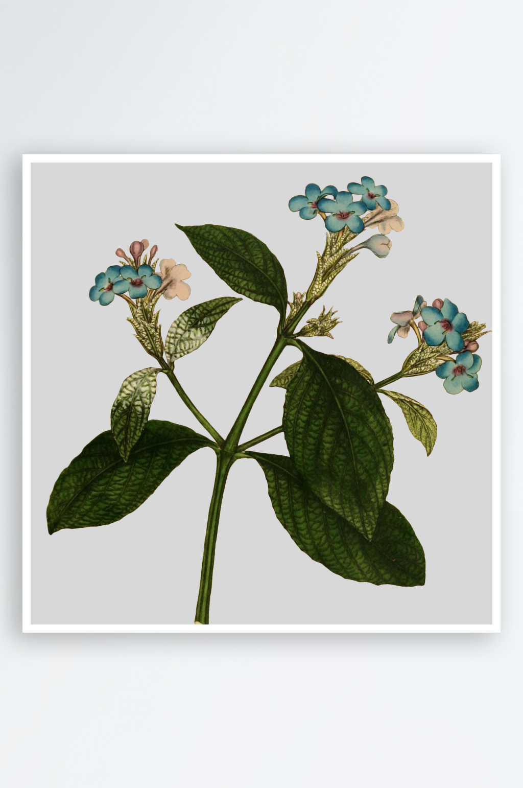春天复古手绘植物花卉插画元素素材