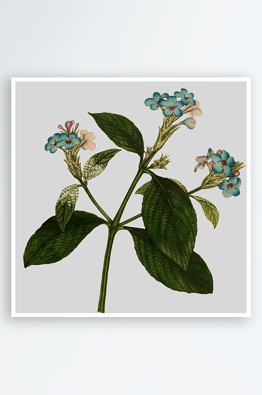 春天复古手绘植物花卉插画元素