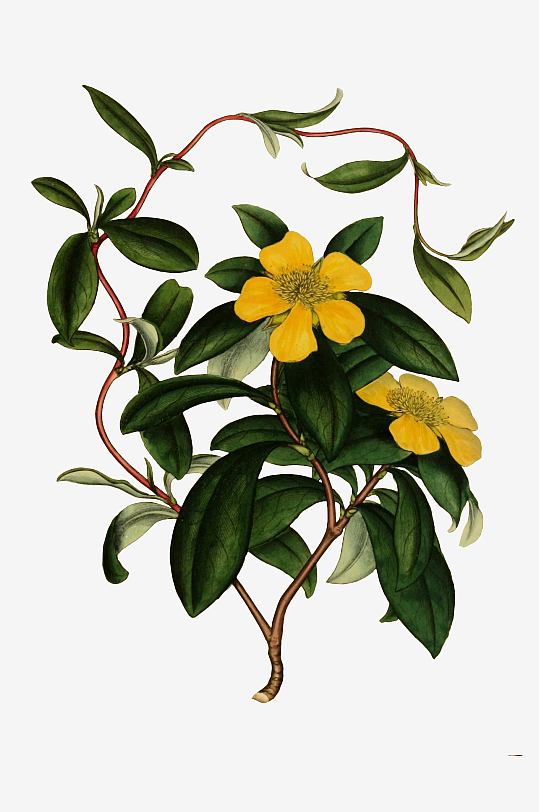 春天复古手绘植物花卉插画元素
