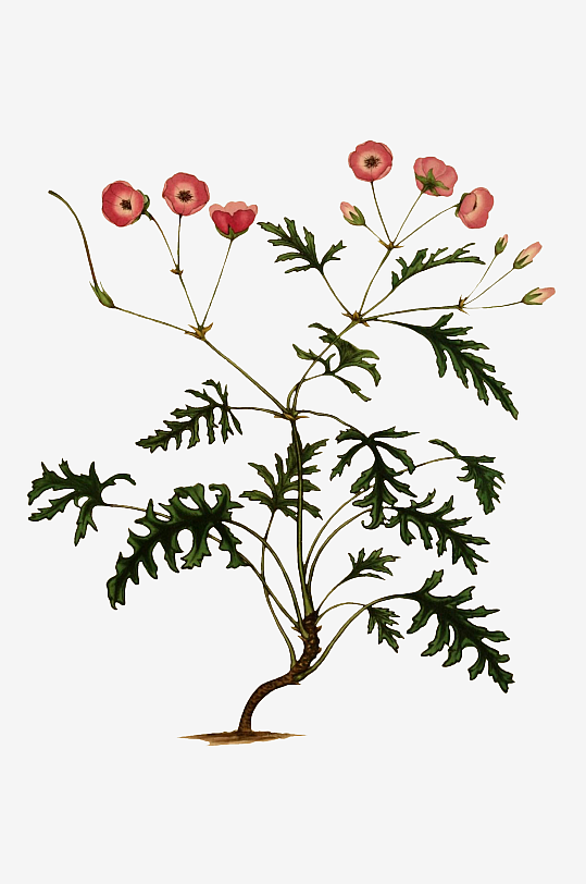 春天复古手绘植物花卉插画元素