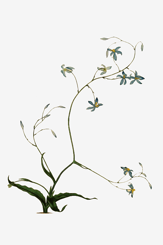 手绘春天复古手绘植物花卉插画元素