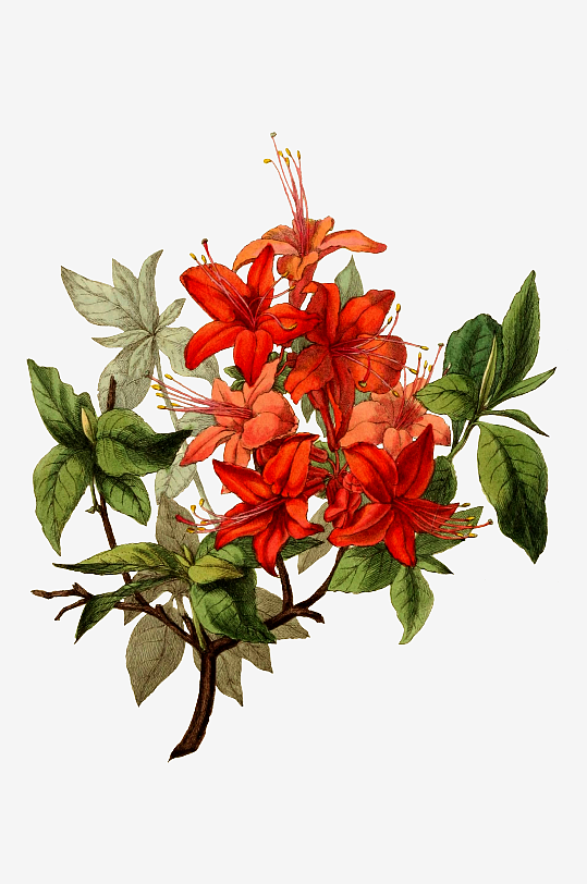 手绘春天复古手绘植物花卉插画元素