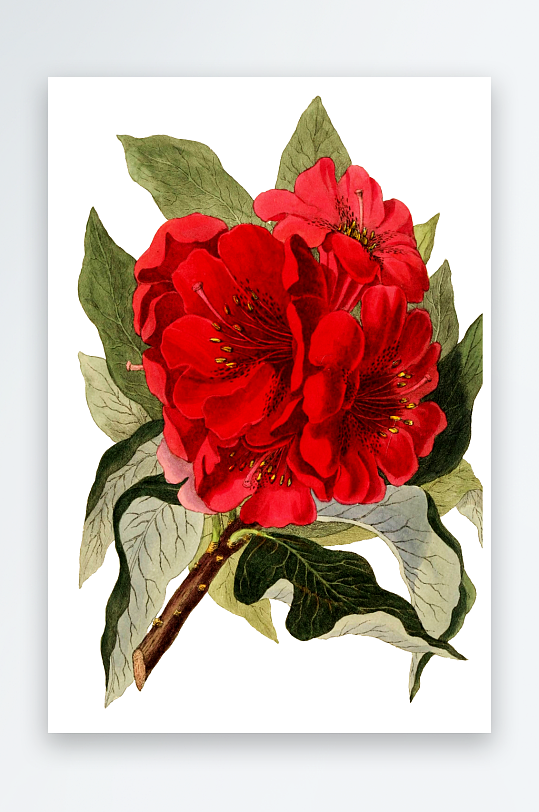 手绘春天复古手绘植物花卉插画元素