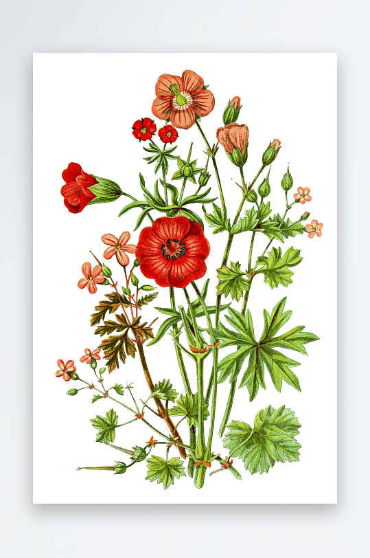 手绘春天复古手绘植物花卉插画元素
