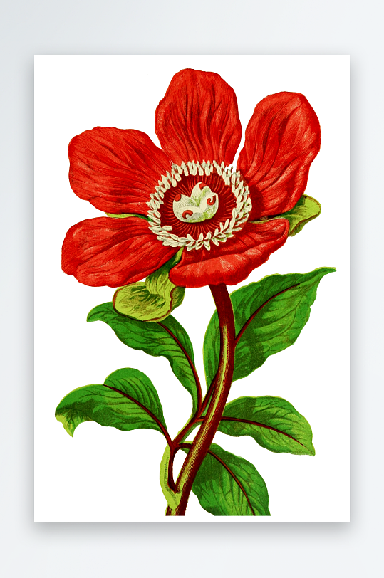 手绘春天复古手绘植物花卉插画元素