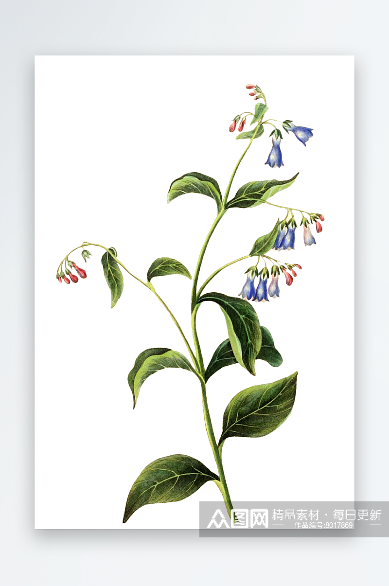 手绘春天复古手绘植物花卉插画元素素材